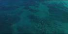 Whales - Head of Bight - SA (PBH3 00 28959)
